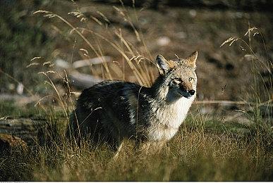 SNK将于东京电玩展首次提供《拳皇15》试玩